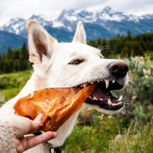 Pig Ear Dog Treat (25 Pack)