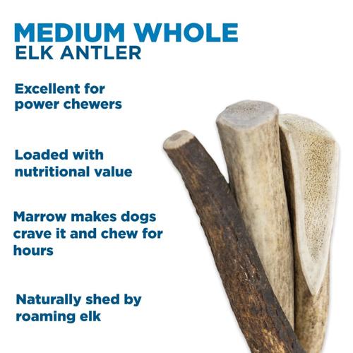 Medium Whole Elk Antler (1 Count)