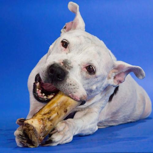 Large Marrow Bone